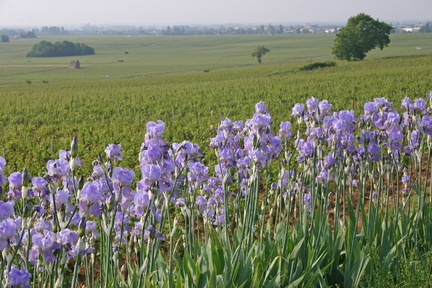 Bourgogne 32