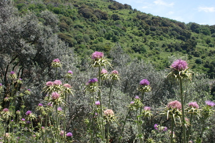 Corse 36