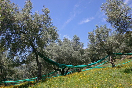 Corse 38