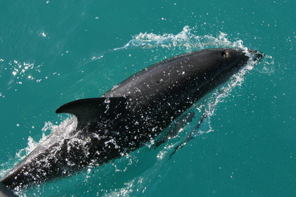 NZ 123