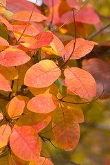 Pyrénées Automne 10